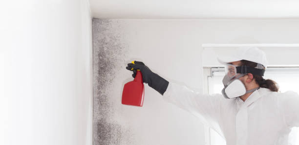 Best Residential Mold Removal  in East Northport, NY
