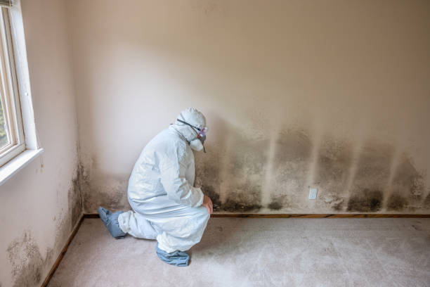 Attic Mold Removal in East Northport, NY