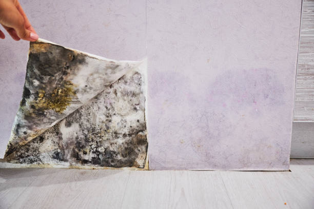 Best Mold Cleaning Services  in East Northport, NY